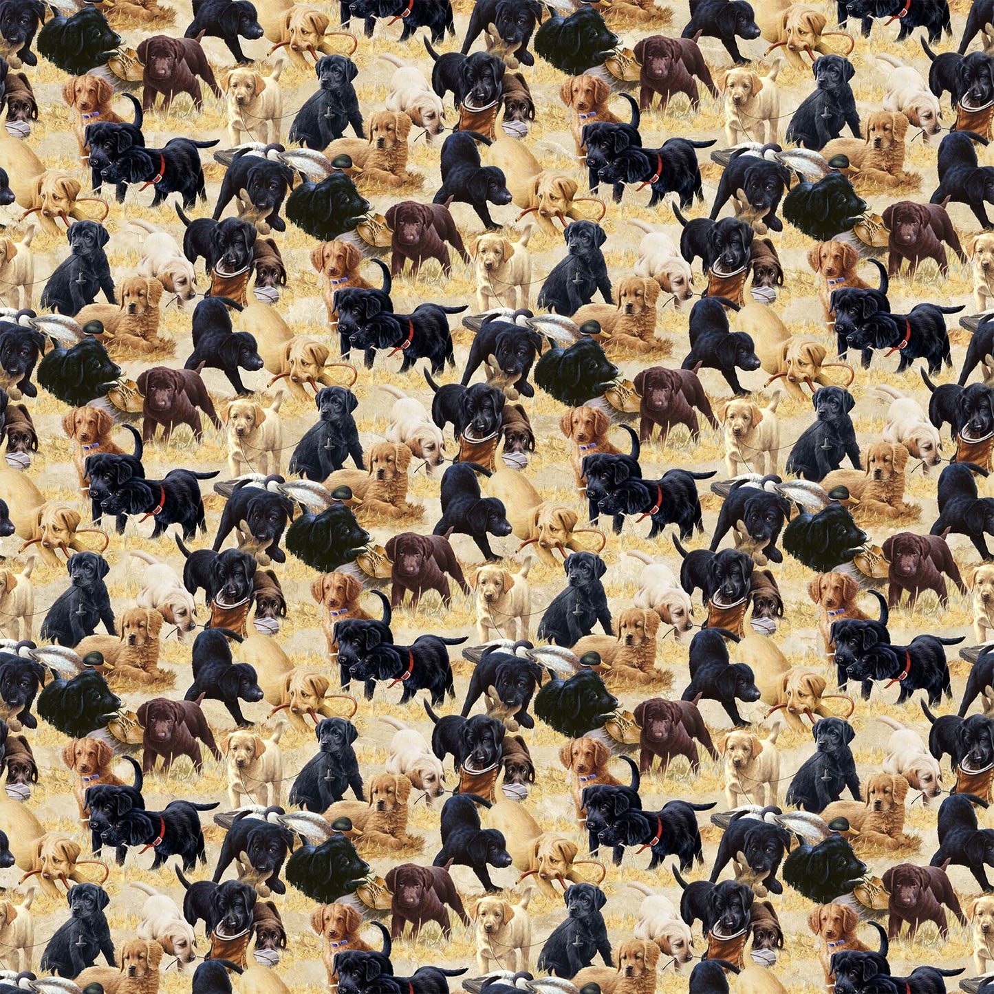 Puppies